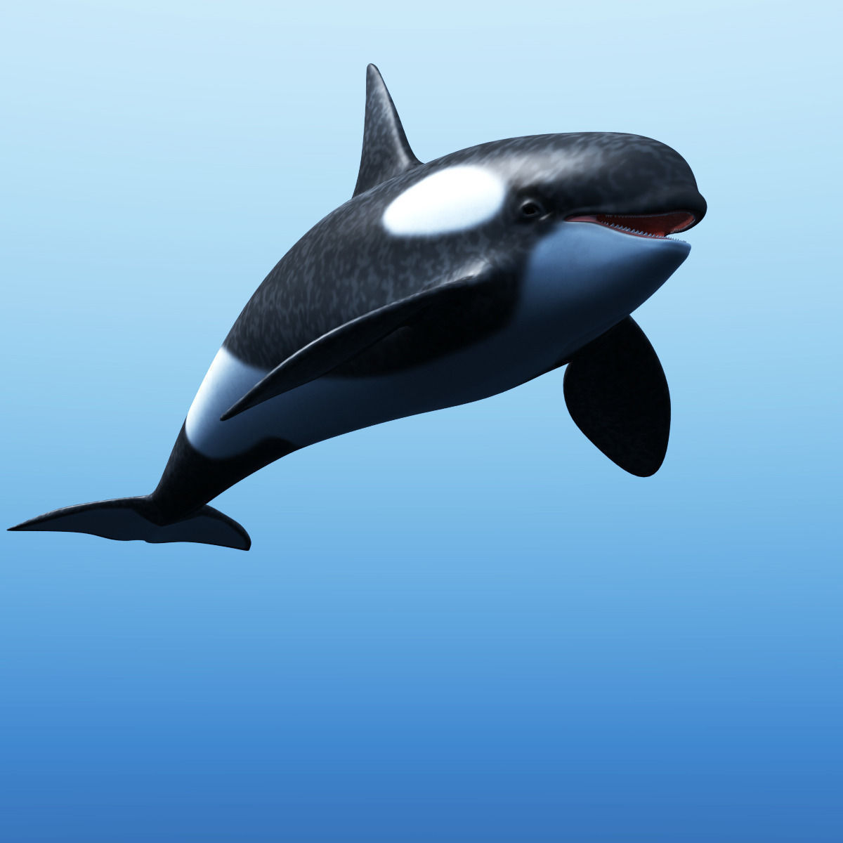 Killer Whale 3D model_6