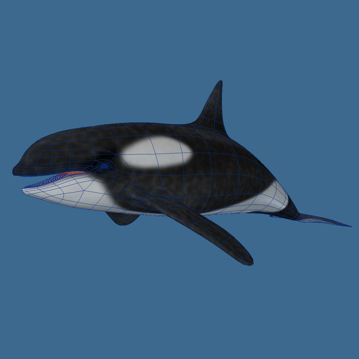 Killer Whale 3D model_3