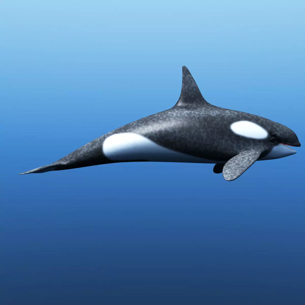 Killer Whale 3D model_0