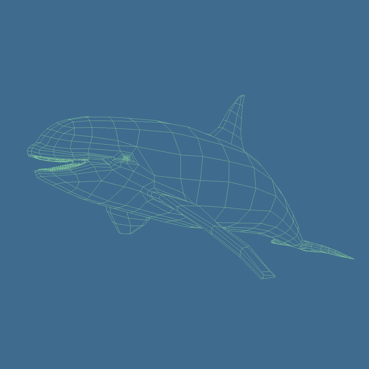 Killer Whale 3D model_5