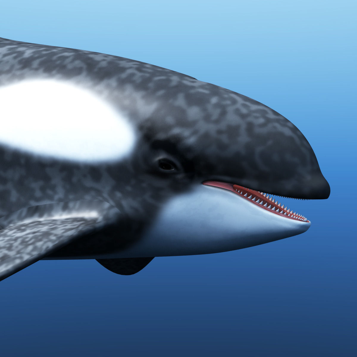Killer Whale 3D model_4