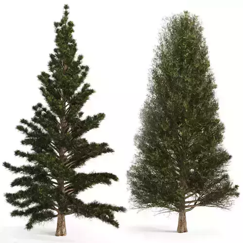 Set of two pines 3D model
