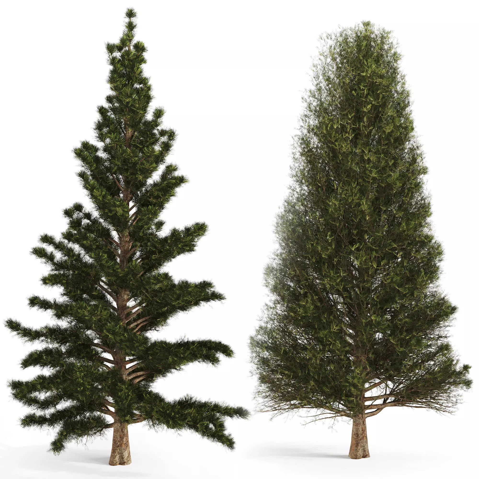 Set of two pines 3D model_0