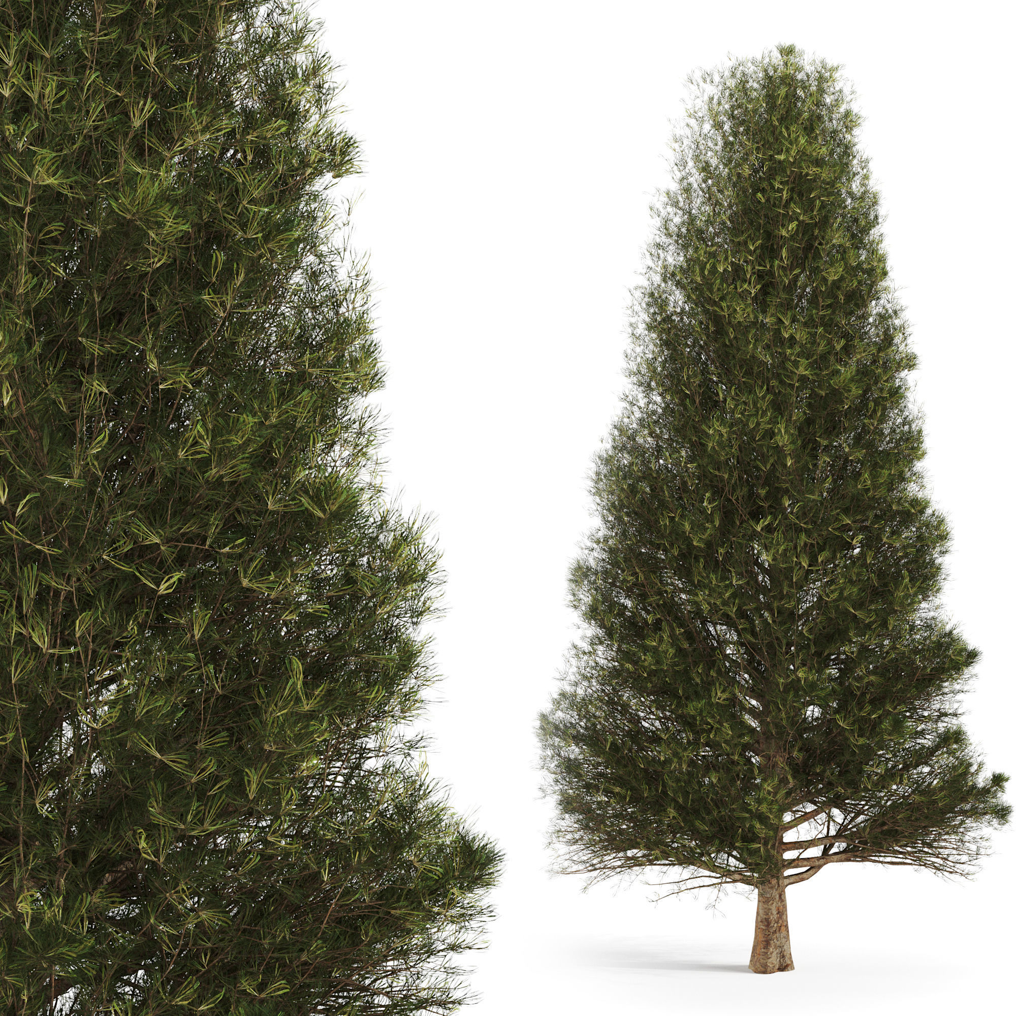 Set of two pines 3D model_1