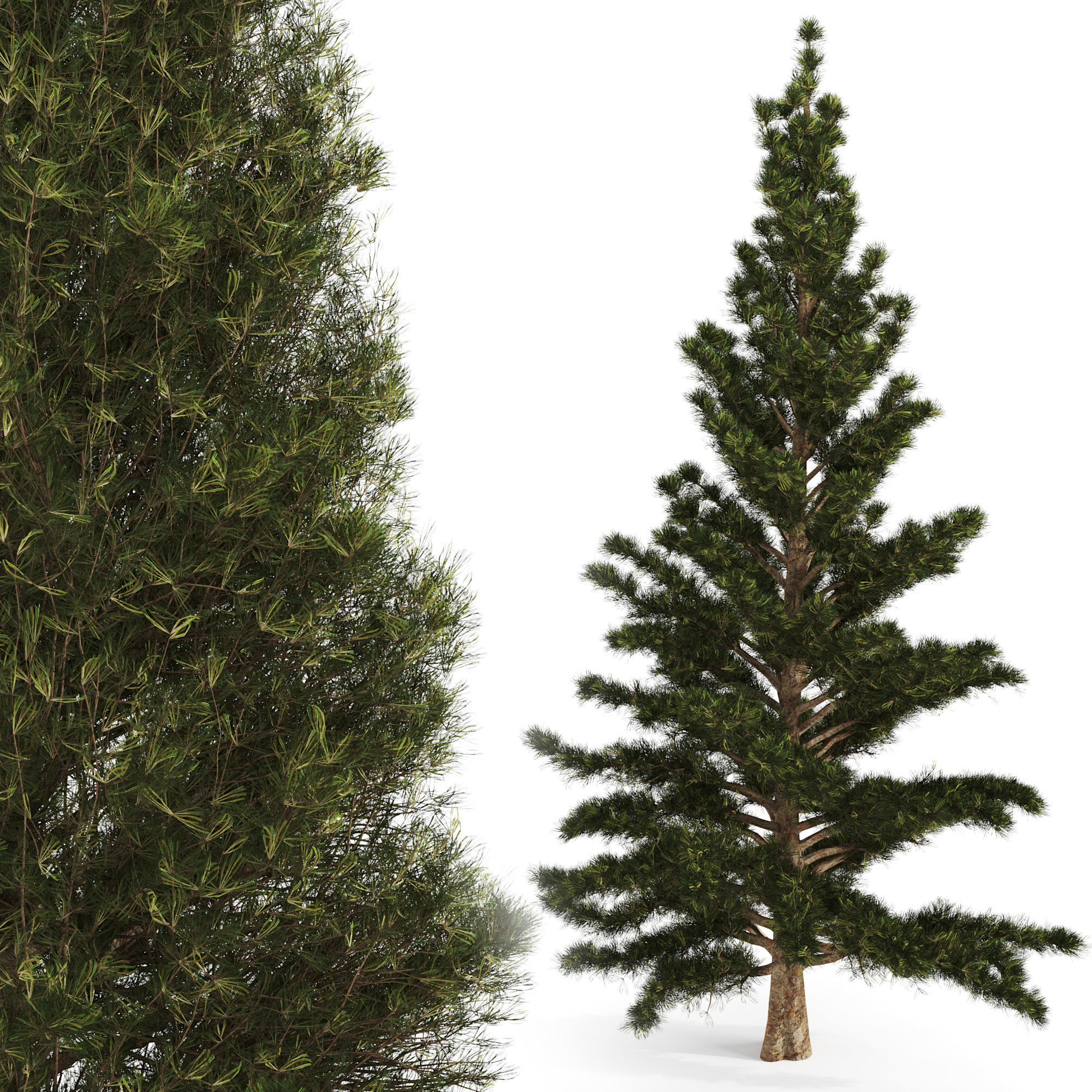 Set of two pines 3D model_2