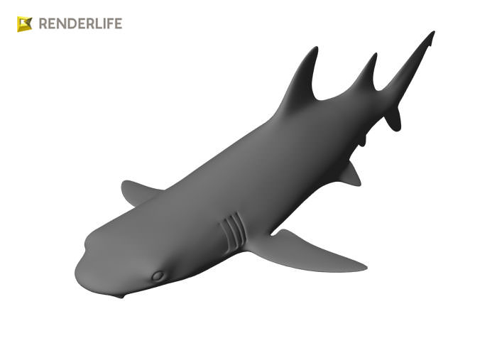 Reef shark with animations 3D model_9