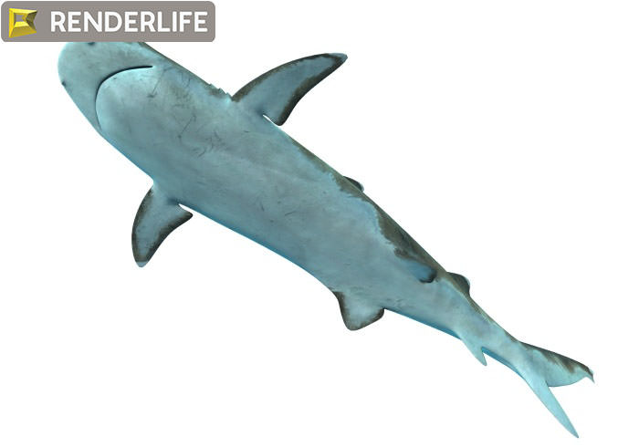 Reef shark with animations 3D model_4