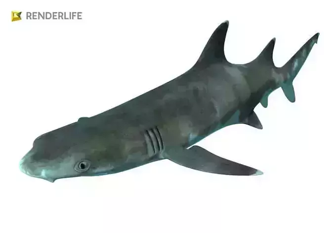 Reef shark with animations 3D model