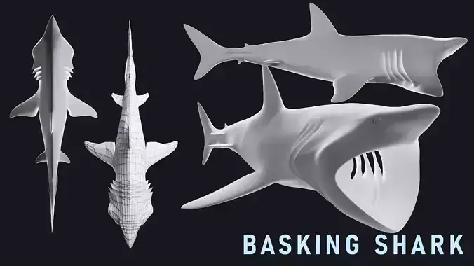 Lowpoly Basking Shark Low-poly 3D model
