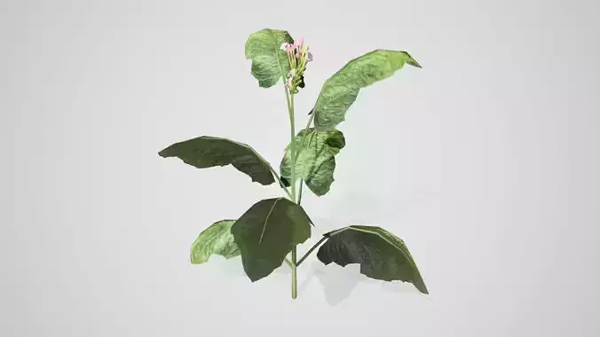 Tobacco plant