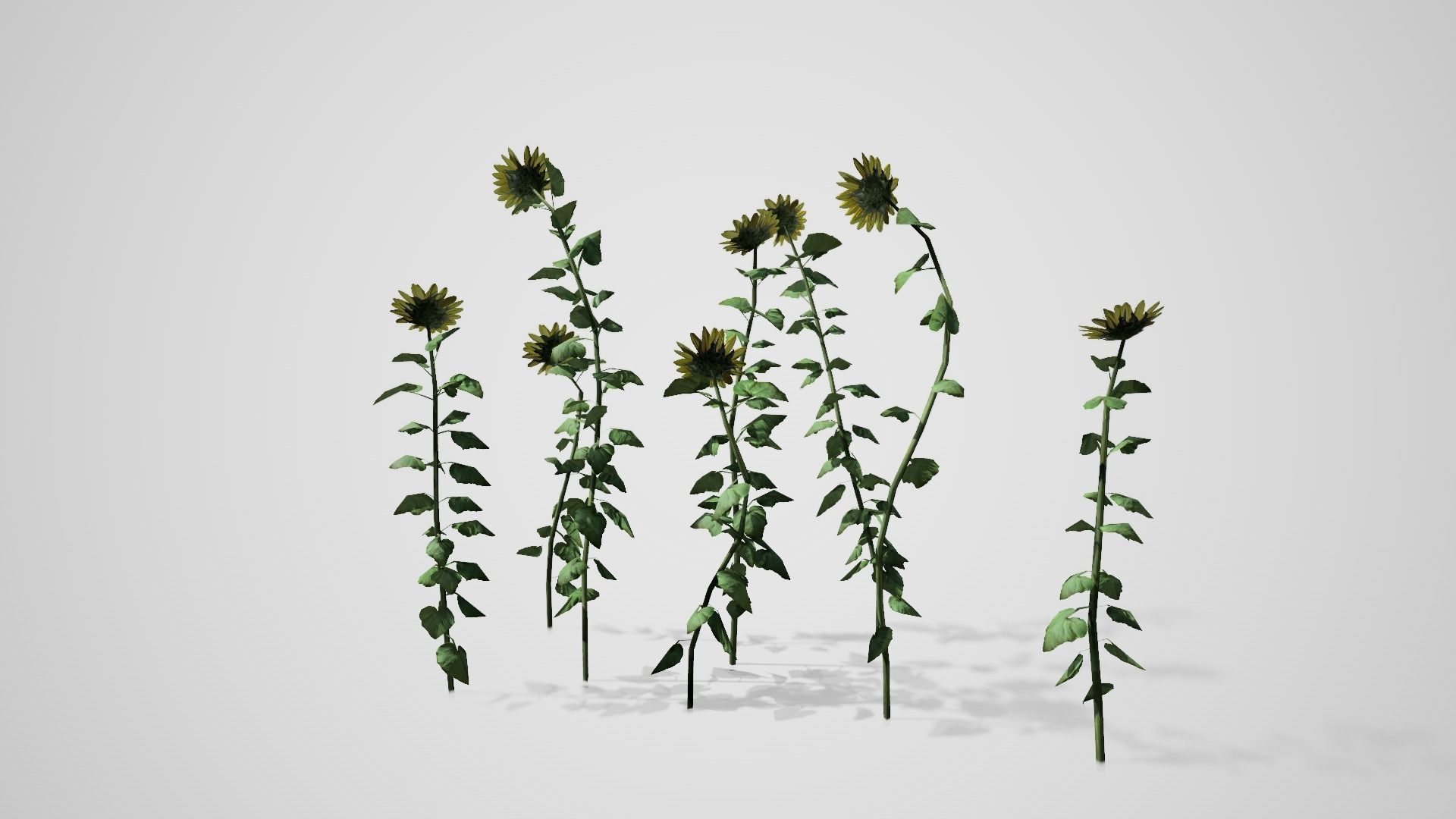 Sunflower Patch Low-poly 3D model_4
