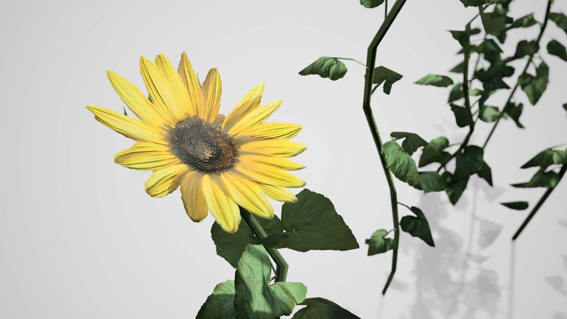 Sunflower Patch Low-poly 3D model_1
