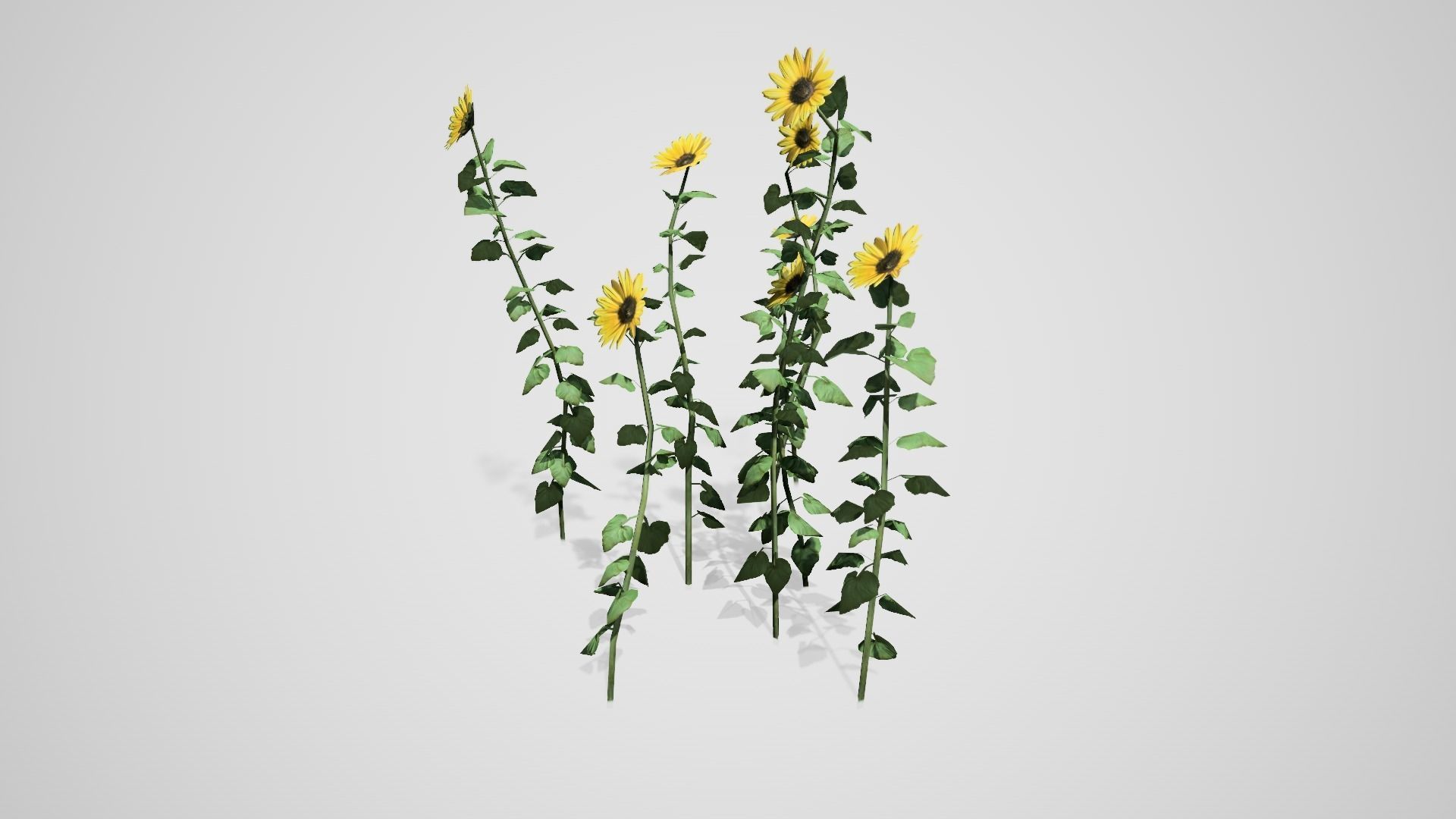 Sunflower Patch Low-poly 3D model_3