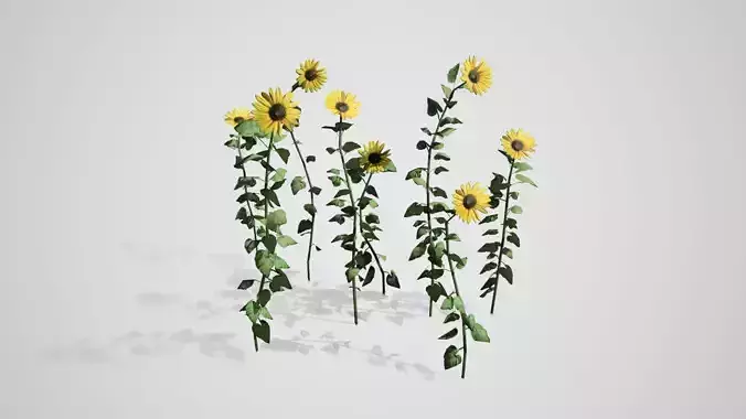 Sunflower Patch Low-poly 3D model