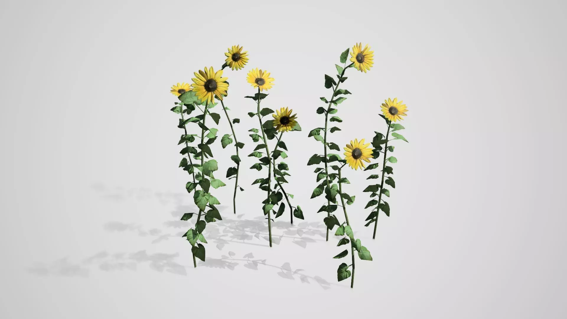 Sunflower Patch Low-poly 3D model_0