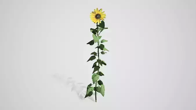 Sunflower Low-poly 3D model