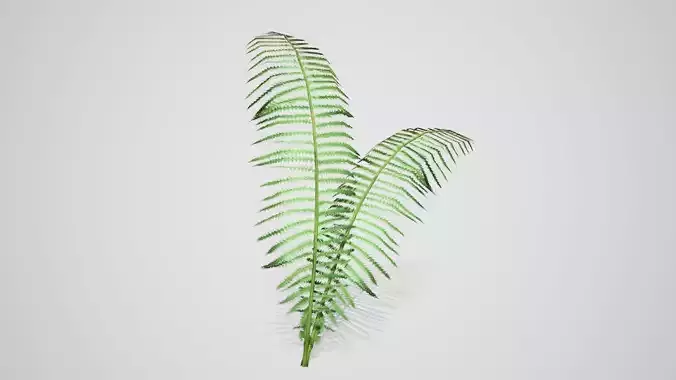 Rock Fern Grass