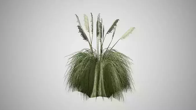 Pampas Grass Low-poly 3D model