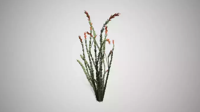 Ocotillo grass Low-poly 3D model