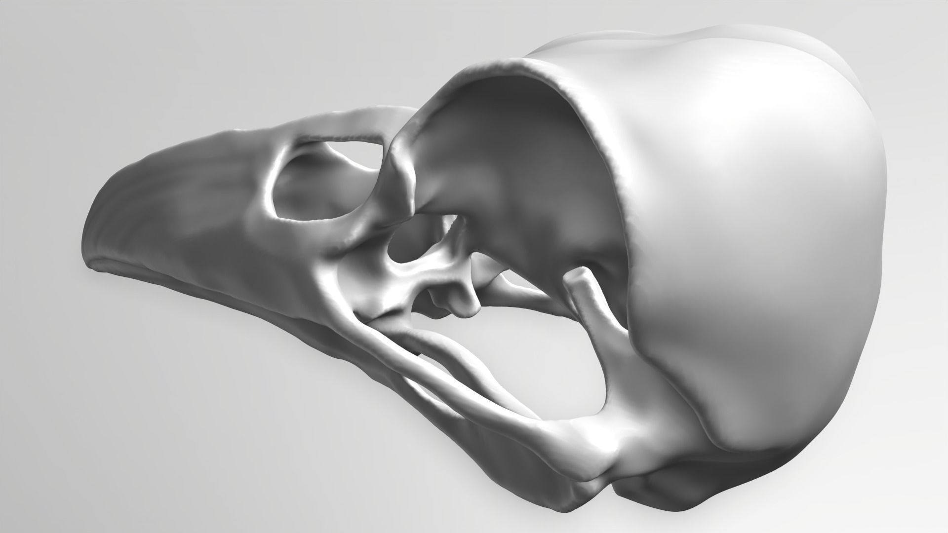 Crow Skull 3D model_3