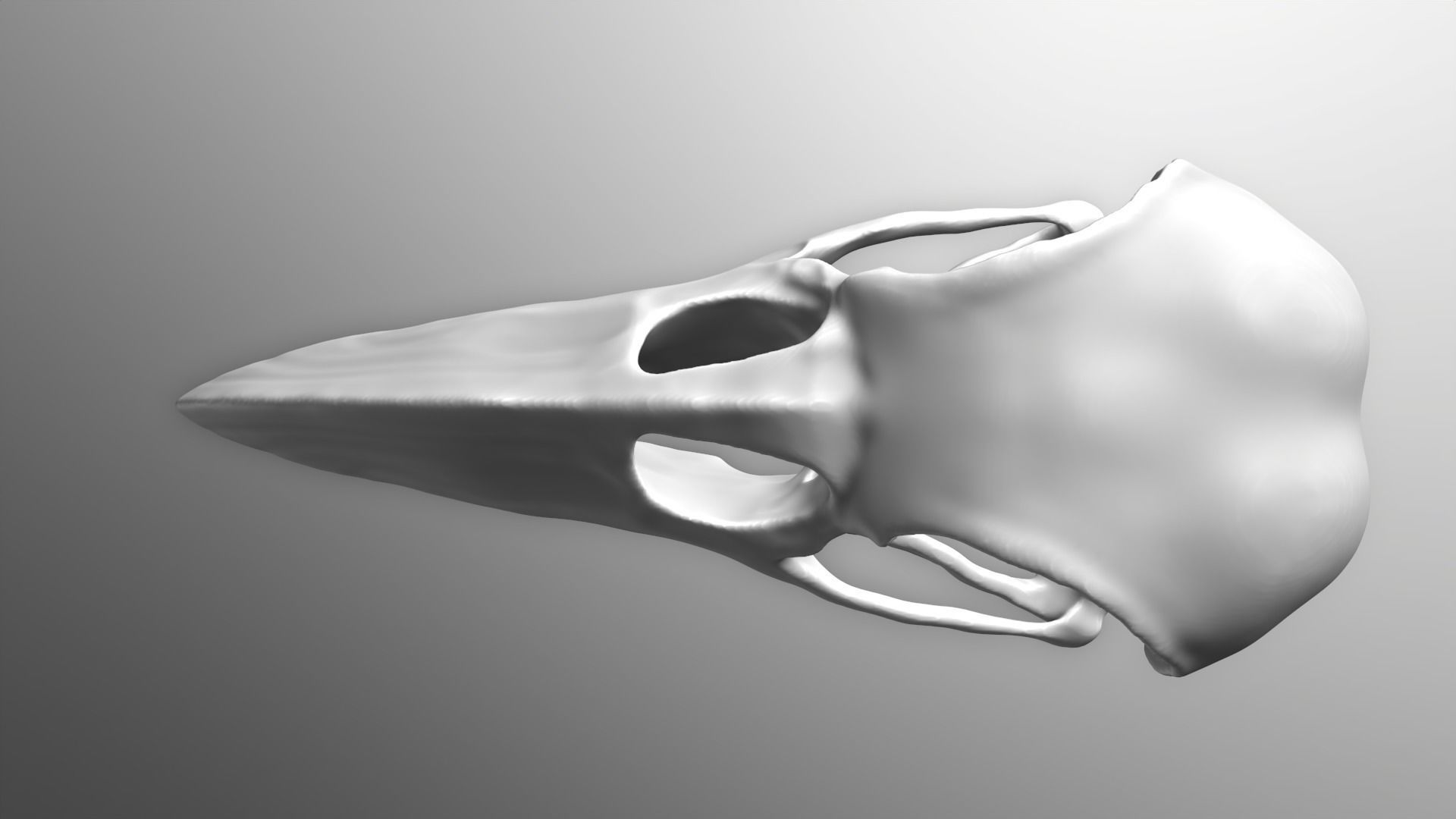 Crow Skull 3D model_2
