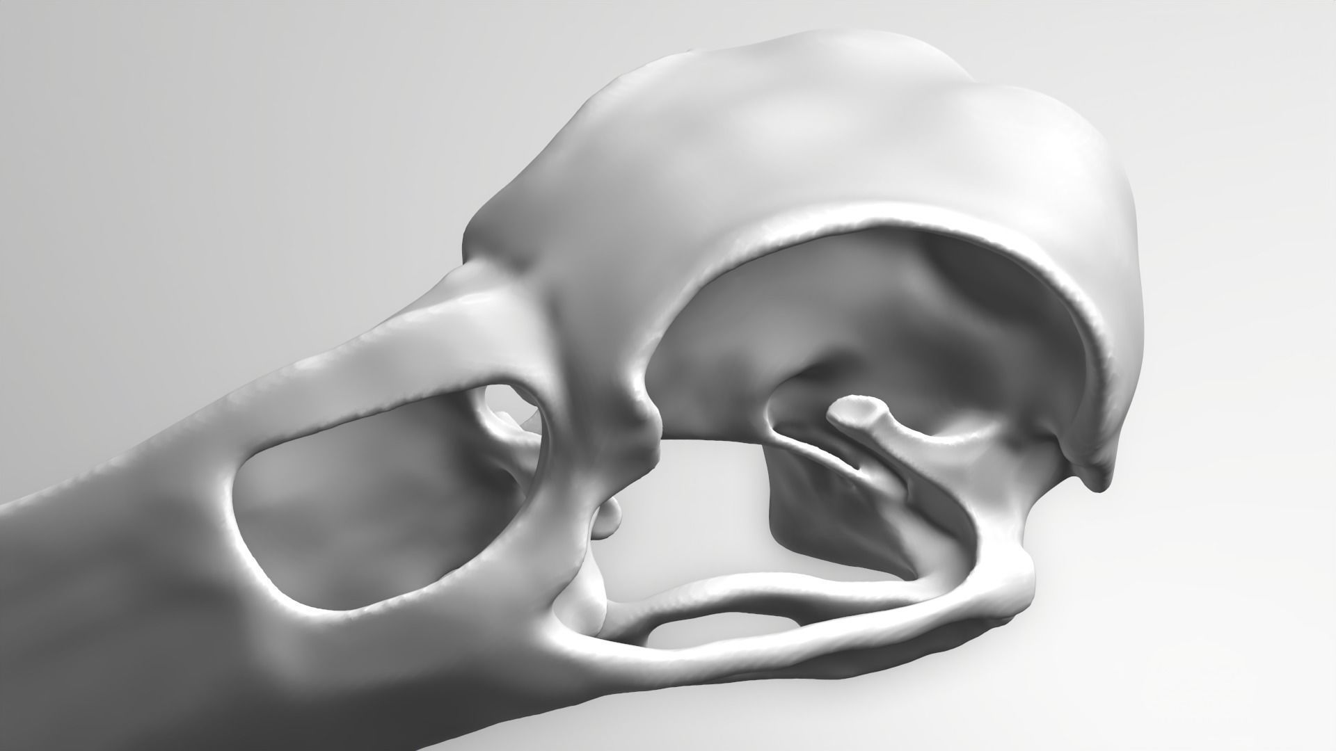 Crow Skull 3D model_1