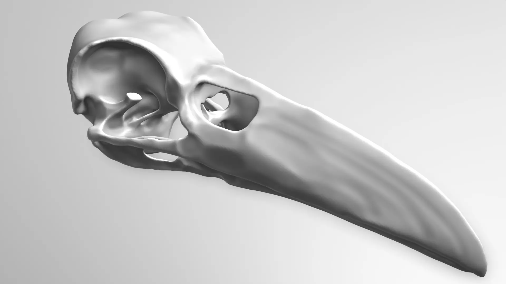 Crow Skull 3D model_0