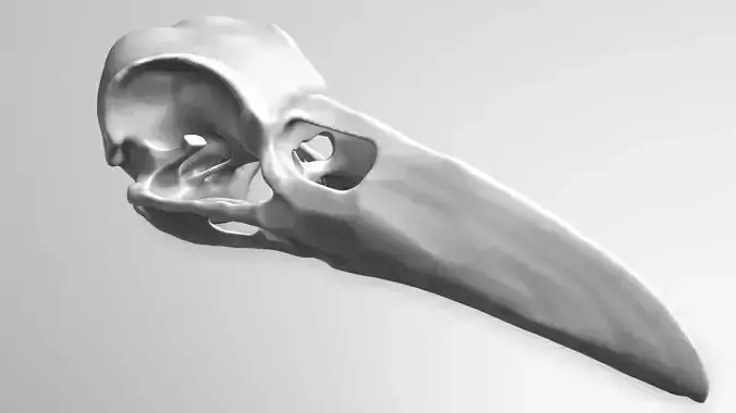Crow Skull 3D model