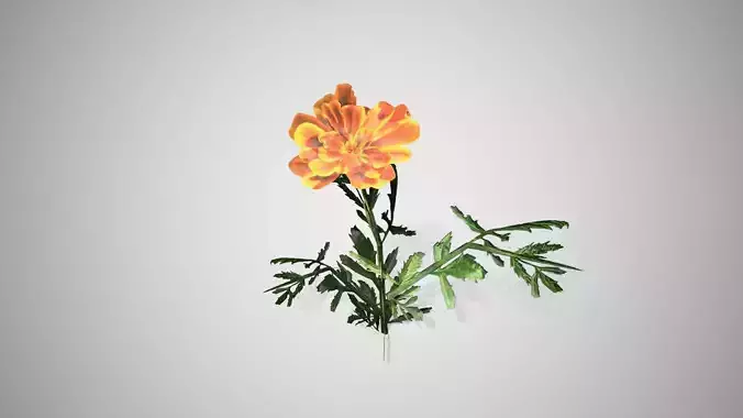 Marigold flower Low-poly 3D model