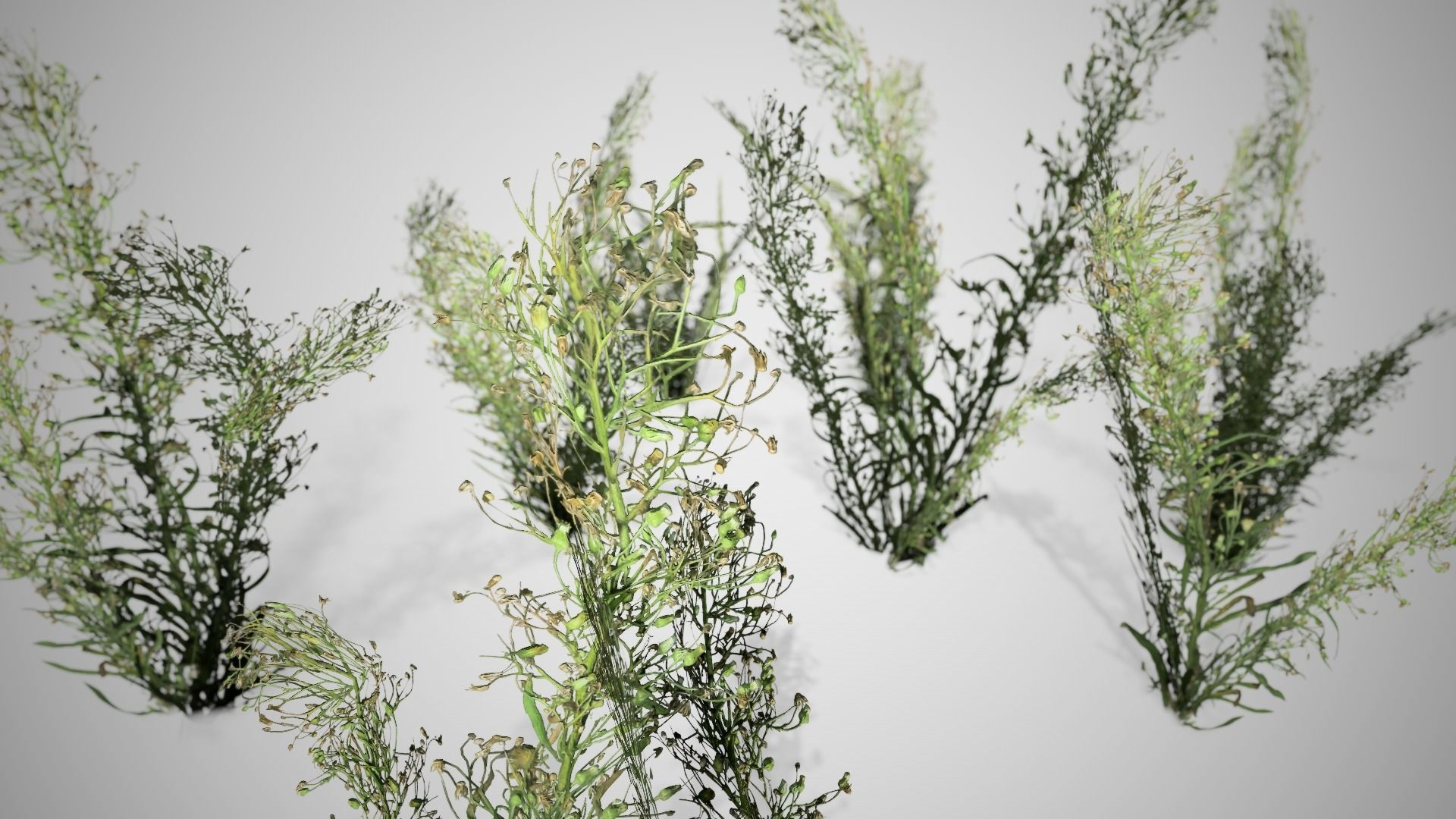 Knapweed Cluster Grass Low-poly 3D model_1