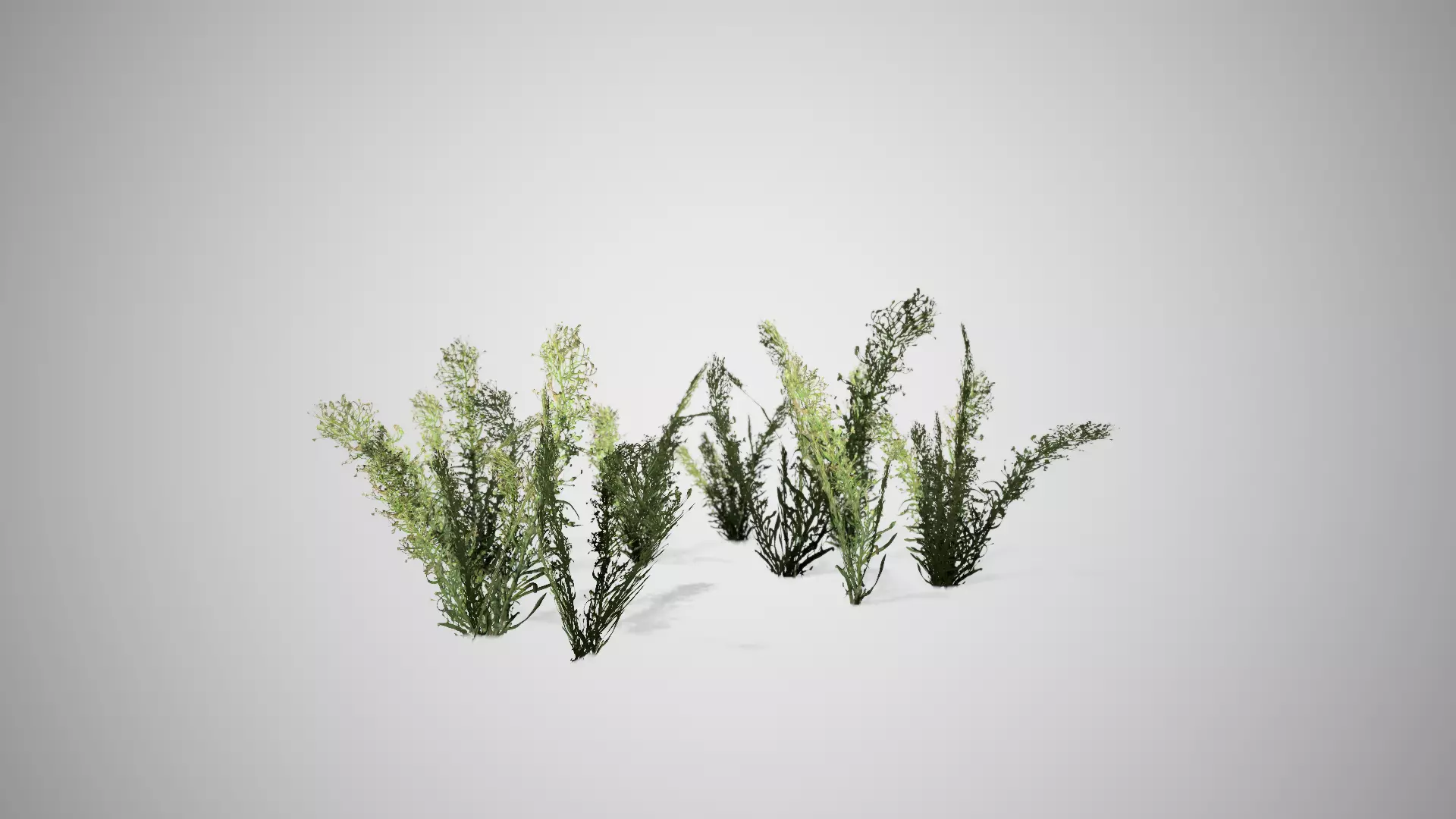 Knapweed Cluster Grass Low-poly 3D model_0