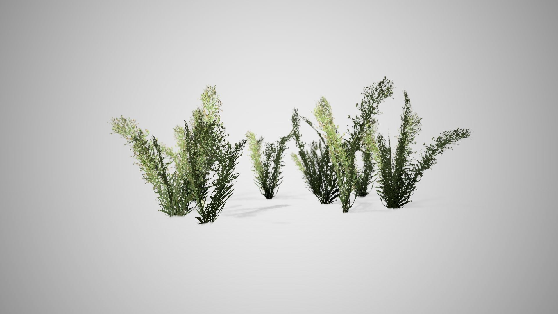 Knapweed Cluster Grass Low-poly 3D model_2