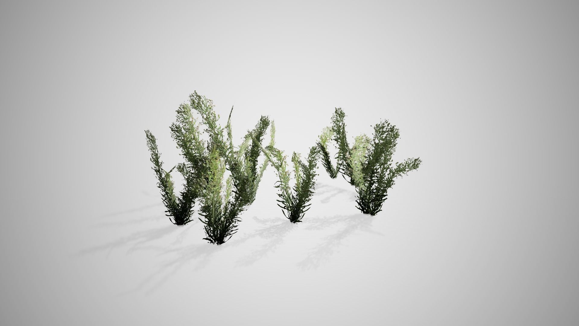 Knapweed Cluster Grass Low-poly 3D model_4