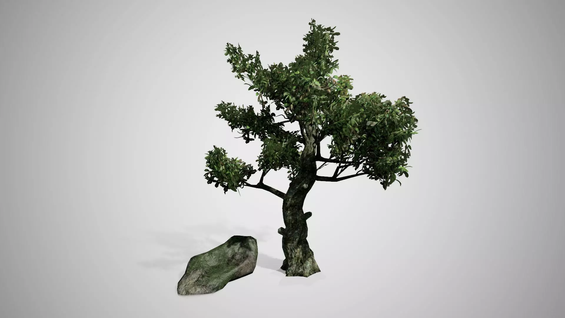 Kingsville Boxwood Tree Low-poly 3D model