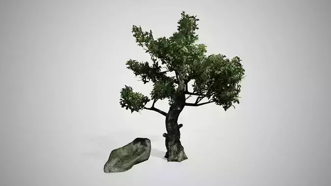 Kingsville Boxwood Tree Low-poly 3D model