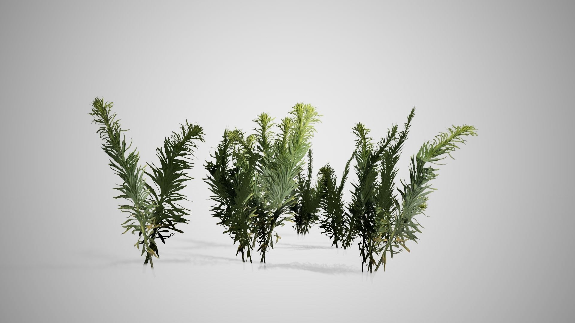 Horseweed Cluster grass Low-poly 3D model_2