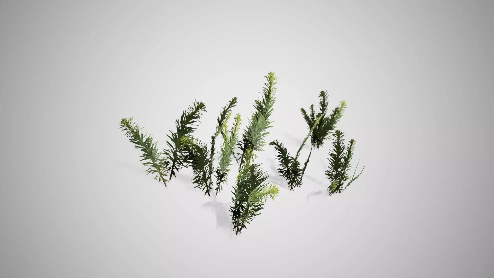 Horseweed Cluster grass Low-poly 3D model_0