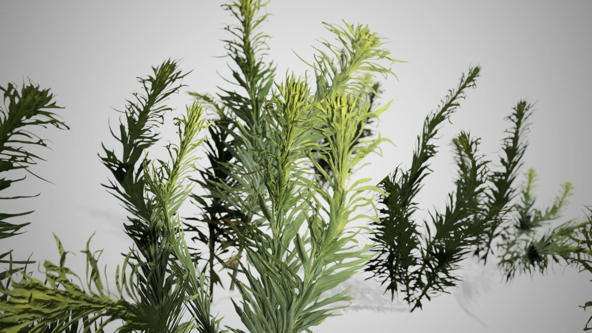Horseweed Cluster grass Low-poly 3D model_1