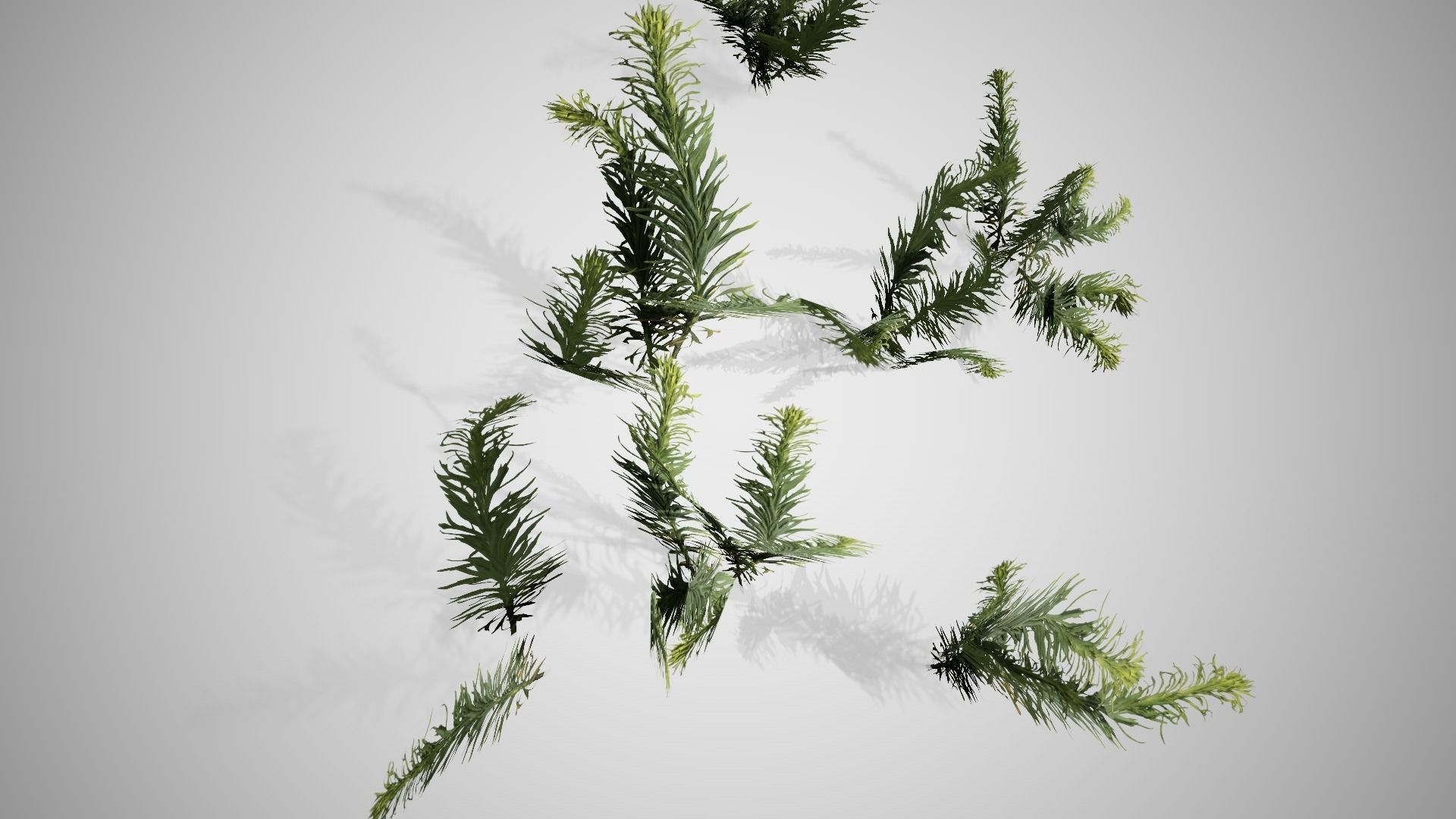 Horseweed Cluster grass Low-poly 3D model_3
