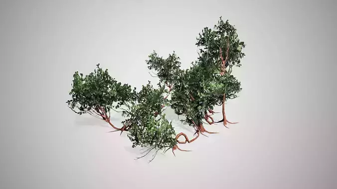 Greenleaf Manzanita bush Low-poly 3D model