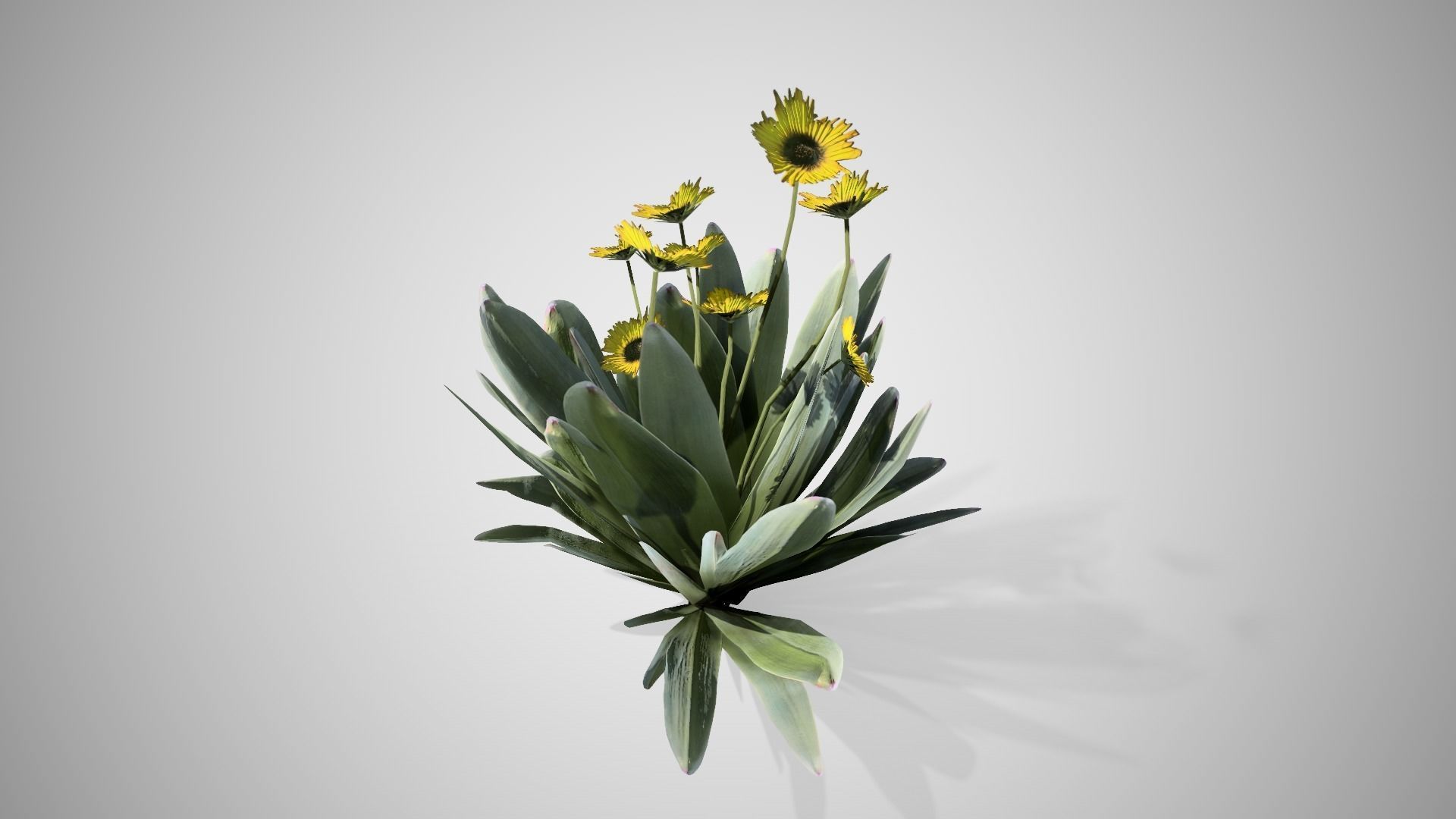 Frailejon flower Low-poly 3D model_3