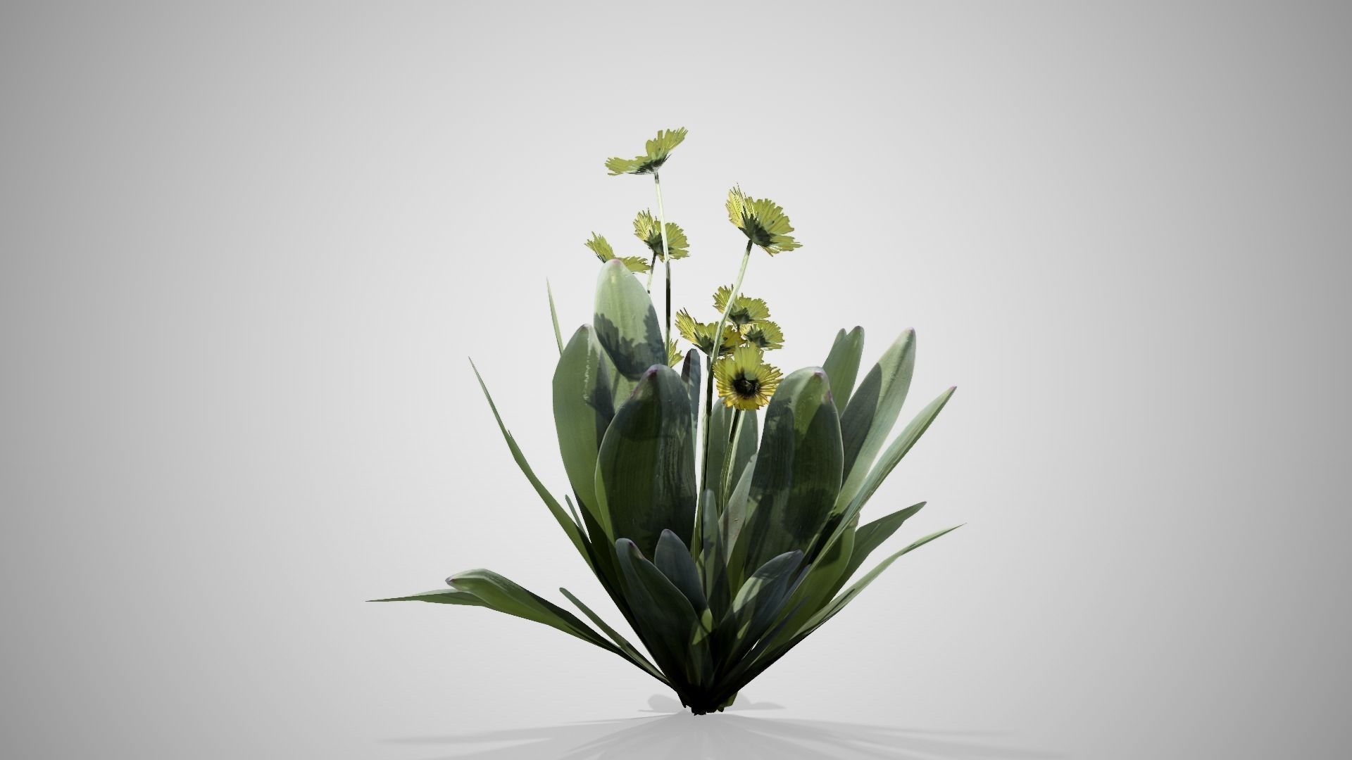 Frailejon flower Low-poly 3D model_4