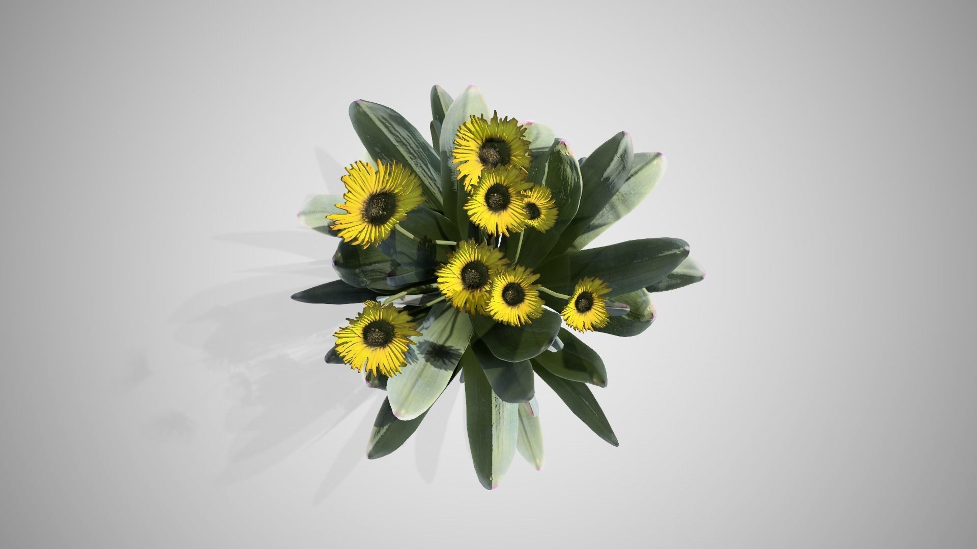 Frailejon flower Low-poly 3D model_2