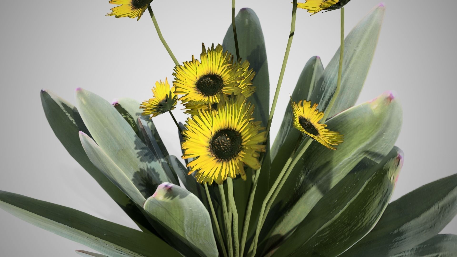 Frailejon flower Low-poly 3D model_1