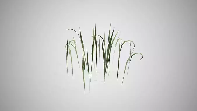 Fantasy Grass