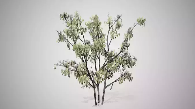 Common Hazel Catkins Tree Low-poly 3D model