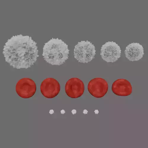 Blood Cells Low-poly 3D model
