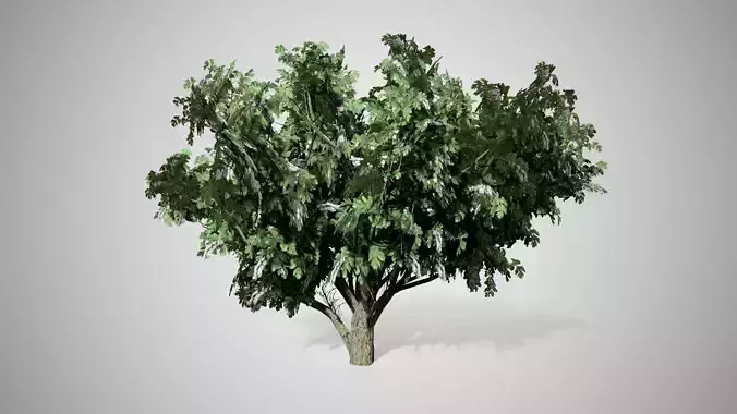 Common Hawthorn Flowers Tree Low-poly 3D model