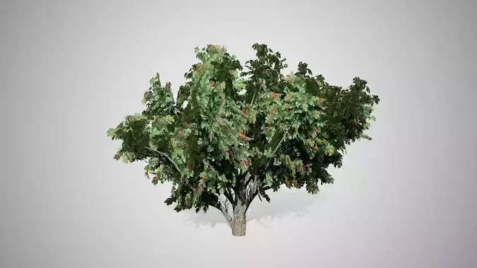 Common Hawthorn Tree Low-poly 3D model