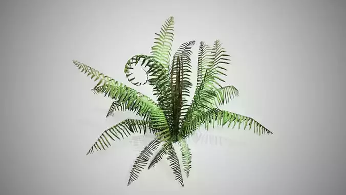Cinnamon Fern bush Low-poly 3D model